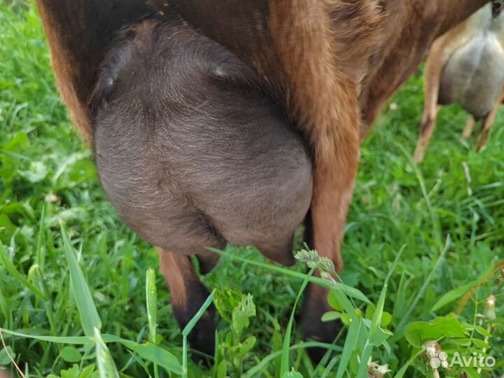 Альпийская козочка