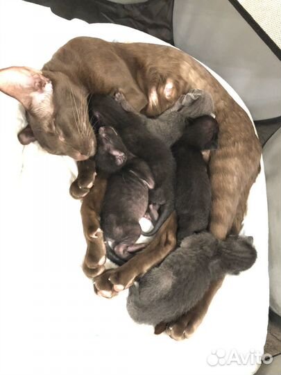 Ориентальные котята