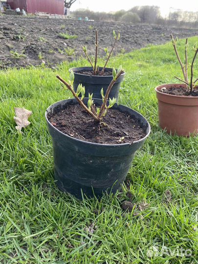 Гортензия метельчатая