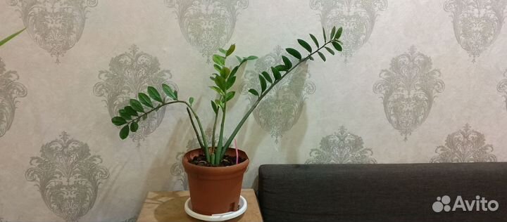 Продам замиокулькас