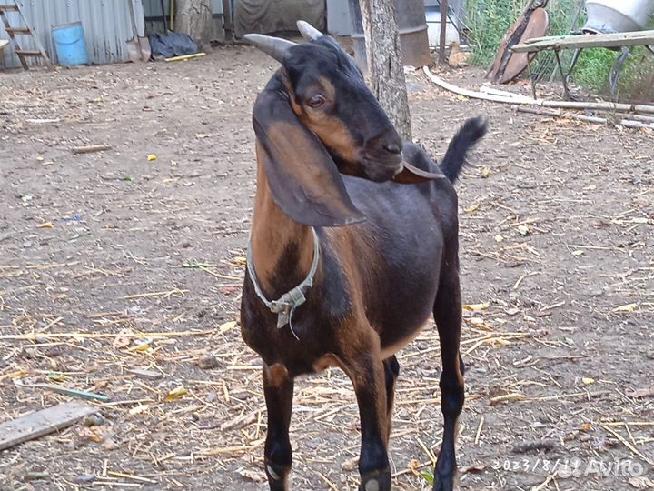 Нубийские козлята