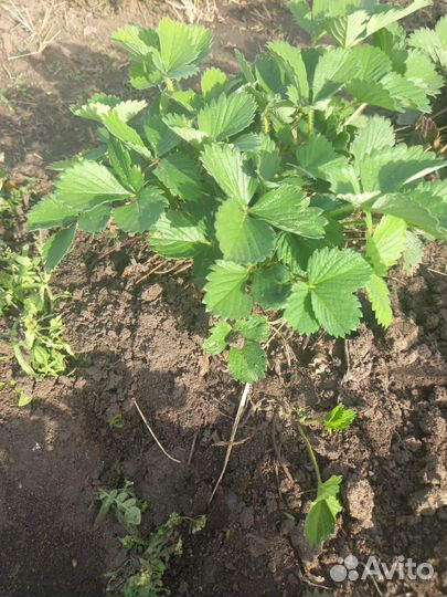 Растения для сада