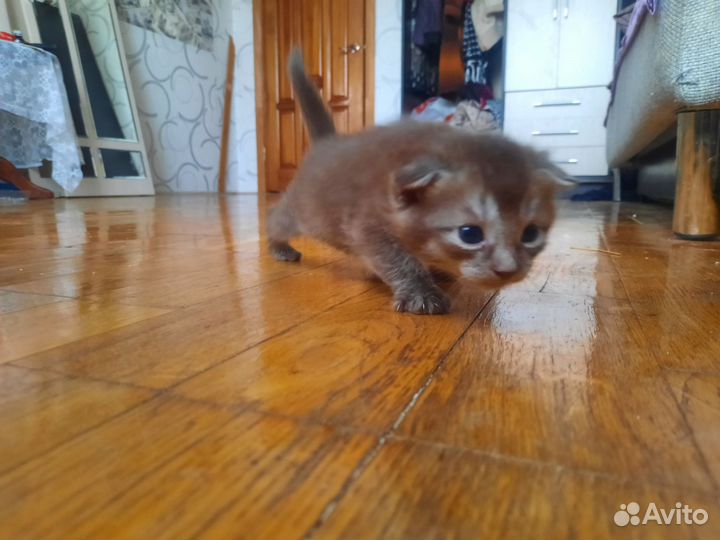 Вислоухие котята