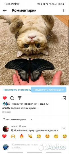 Живые бабочки