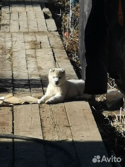 Щенок хаски