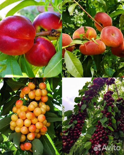 Набор колоновидных деревьев