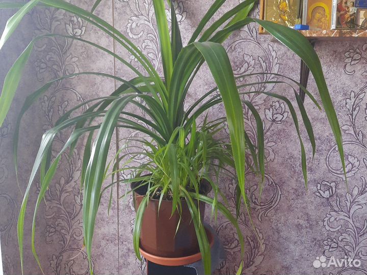 Пальма панданус