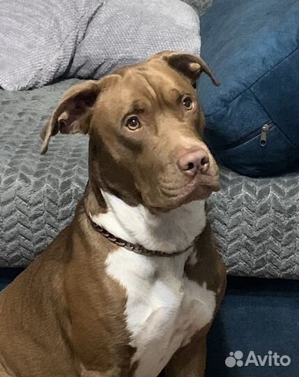 Питбультерьер