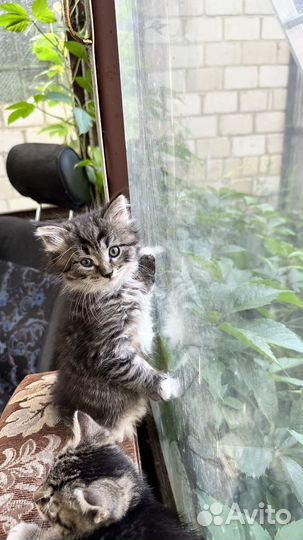 Сибирские котята