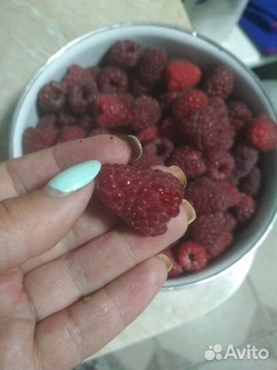 Кусты малины