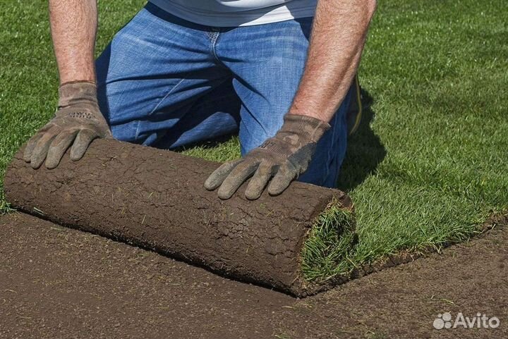 Рулонный газон от производителя. Укладка газона