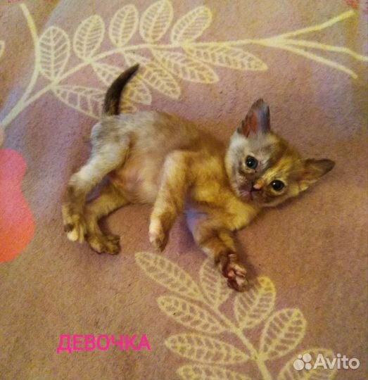 Котята европейской бурмы