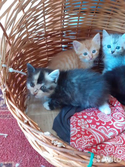 Котята в добрые руки