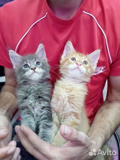 Котята мейн-кун
