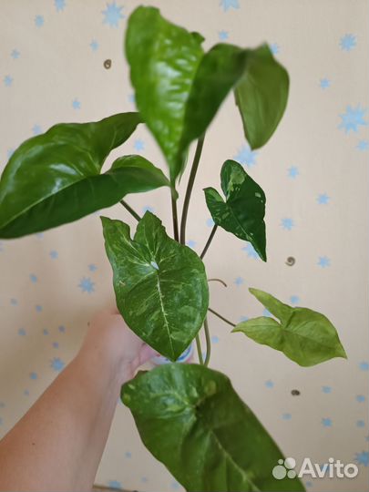 Комнатные цветы