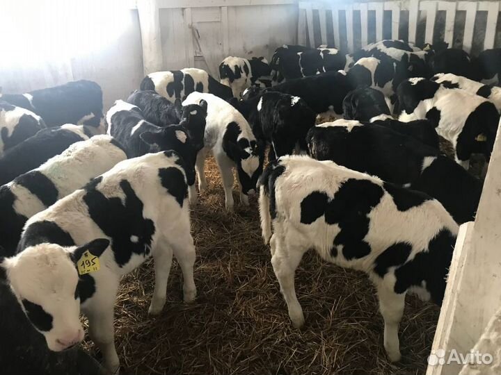 Бычки и телята