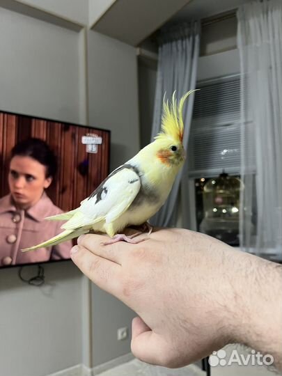 Попугай корелла