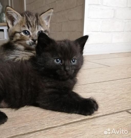 Кошка в дар бесплатно