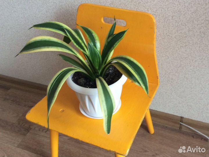 Сансевиерия сортовая