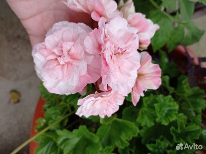 Пеларгония Леона Галактика