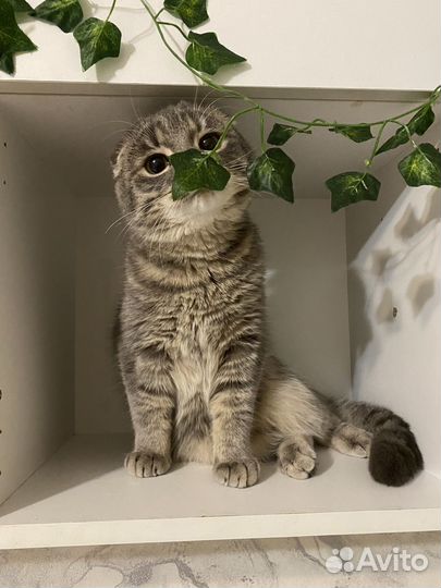 Продаем кота