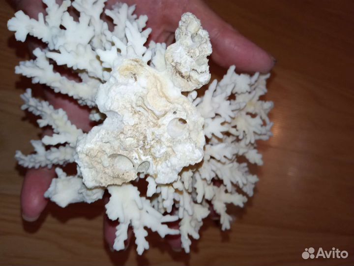 Коралл натуральный и раковина