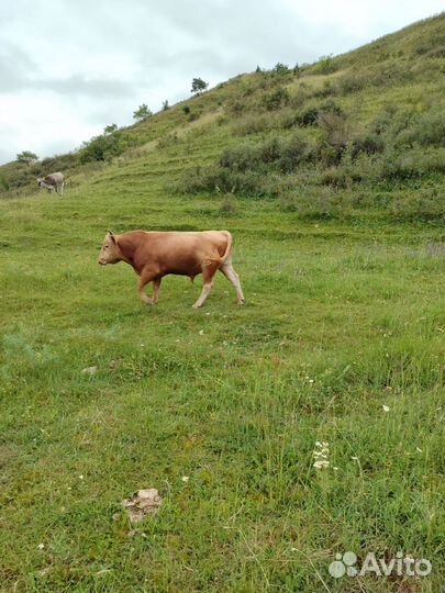 Бычки и другая живность вроде телят и телок