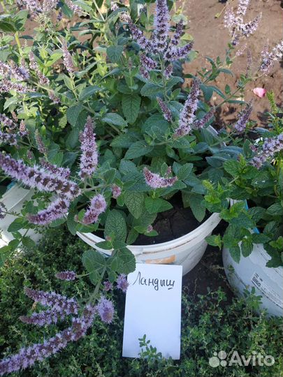 Мята сортовая