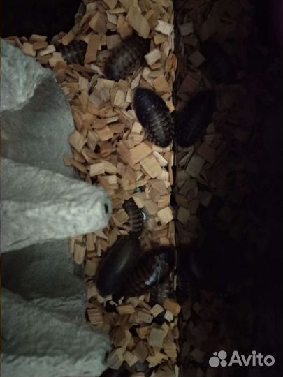 Аргентинский таракан (Блапика дубия)