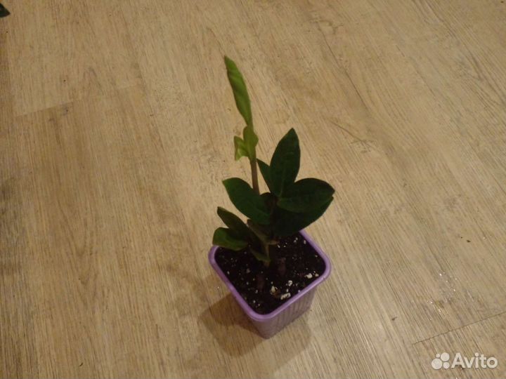 Замиокулькас лаки