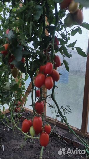Помидор