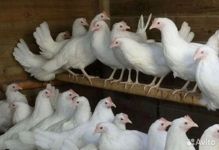 Куры молодки,Утки