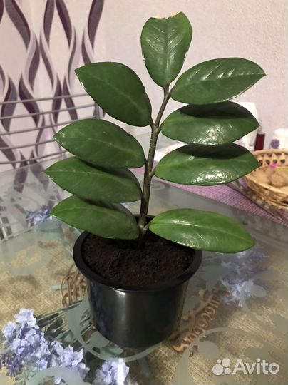 Амазонская лилия/ гиппеаструм/ замиокулькас