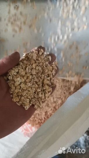 Овсяные хлопья (Геркулес) Плющеное зерно