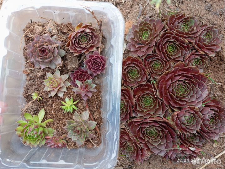 Набор молодил