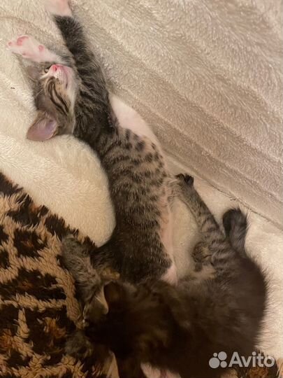 Котики бесплатно