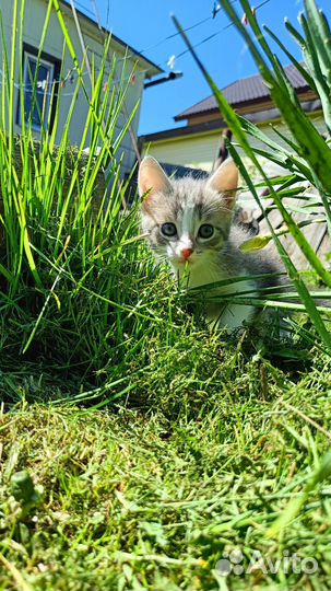Отдам котят в добрые руки