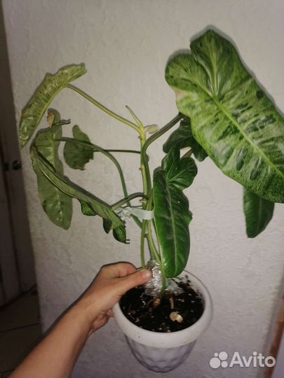 Филодендрон Параисо верде