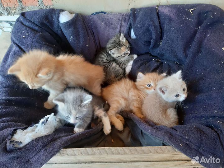 Кошки в добрые руки бесплатно