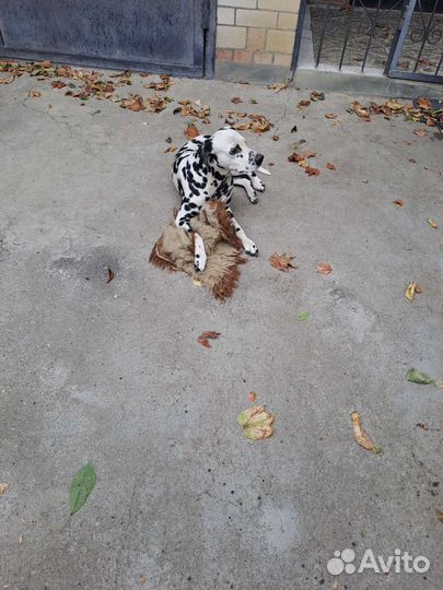 Далматин вязка