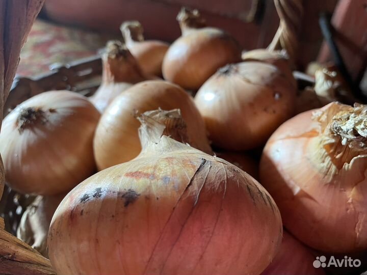 Продам лук