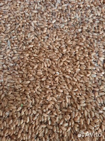 Товары для домашних животных