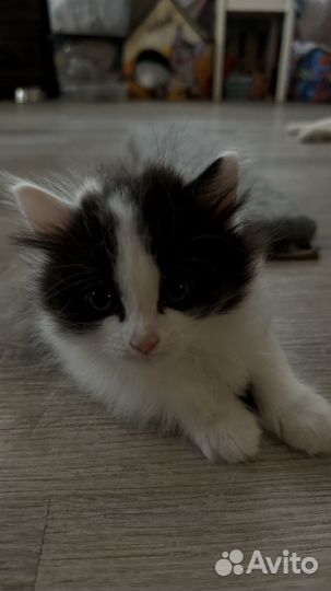 Кошки вислоухие