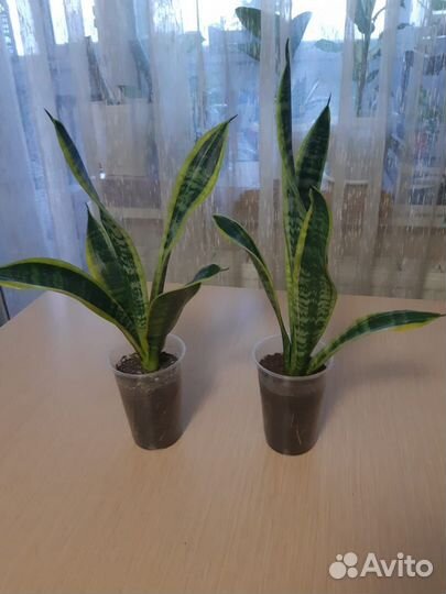 Сансевиерия