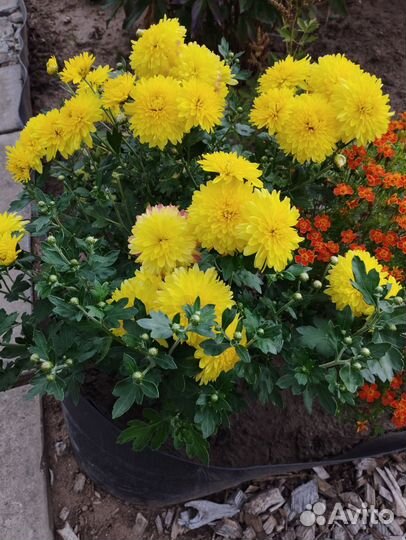 Хризантема Мишель