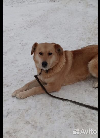 Грета ищет дом