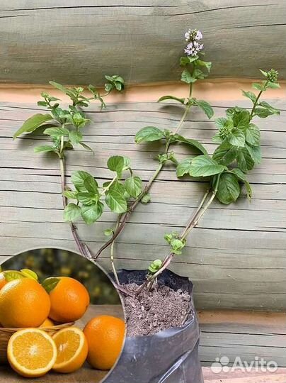 Апельсиновая мята,мандариновая мята