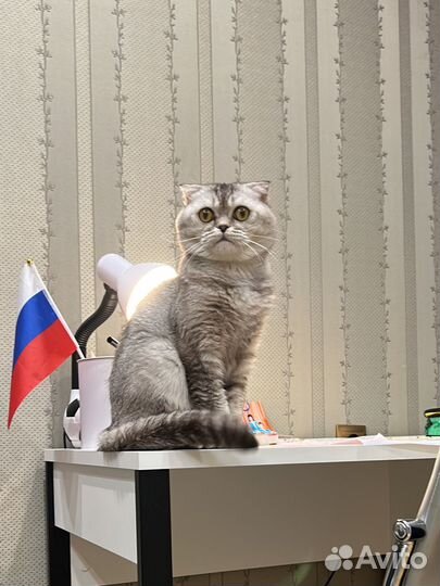 Шотландский кот вязка