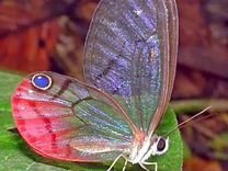 Живые тропические бабочки Цитериас аврорина