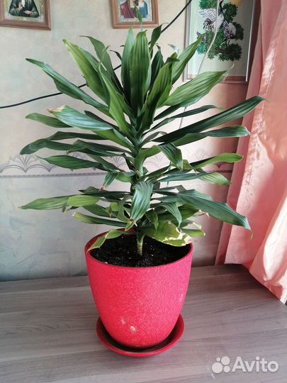 Цветы домашние в горшках